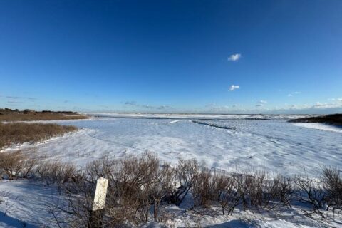 Snow-covered landscape with sparse bushes under a clear blue sky